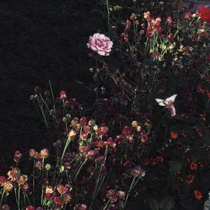 艳星丹尼尔斯吞精视频
